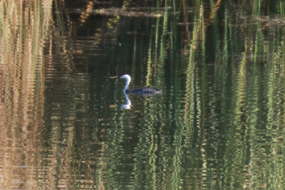 Western Grebe - ML619459371