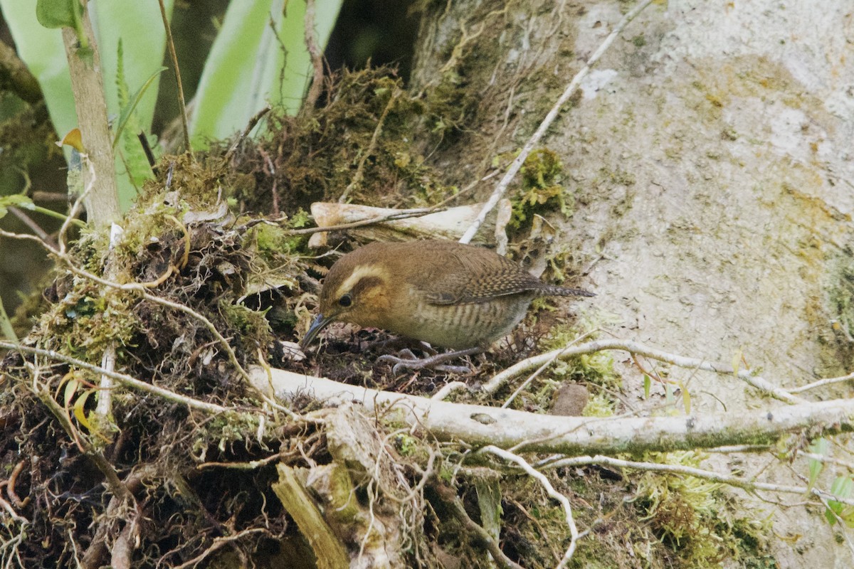 Mountain Wren - Jhonny Aldaz