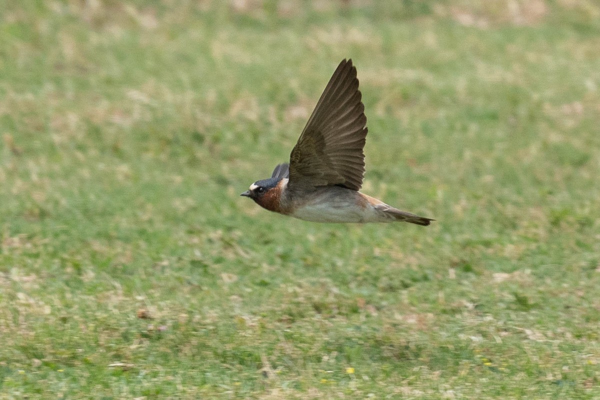 Cliff Swallow - Thomas Van Huss