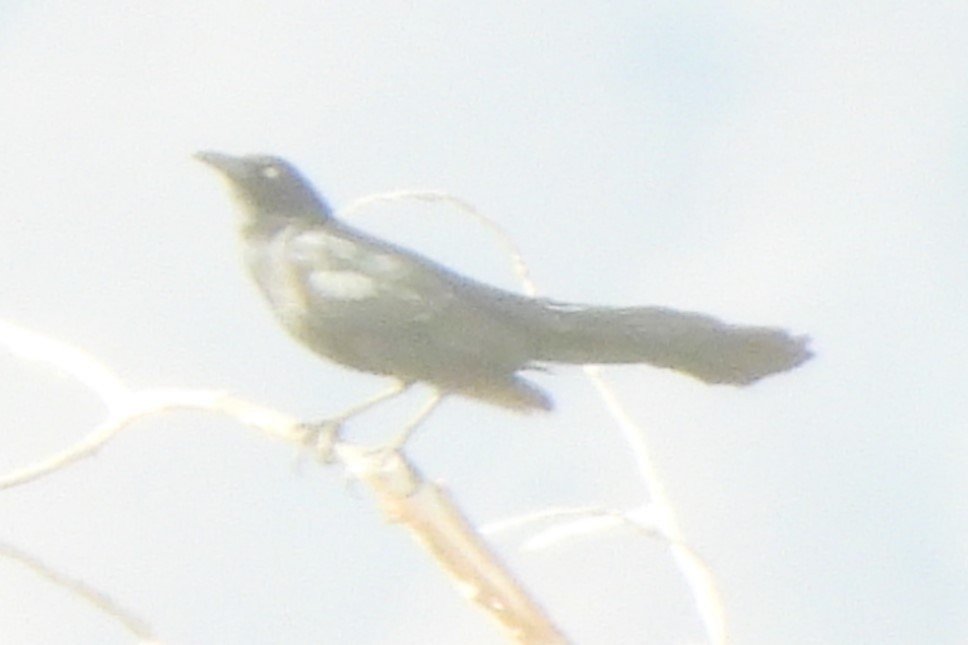 Great-tailed Grackle - Michael I Christie