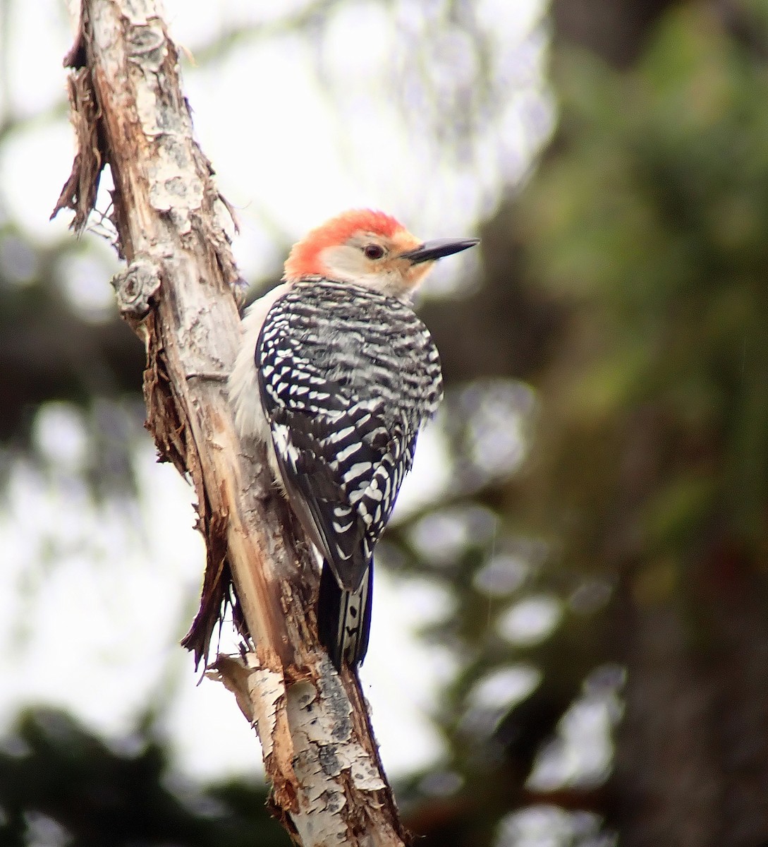 Red-bellied Woodpecker - ML619459378