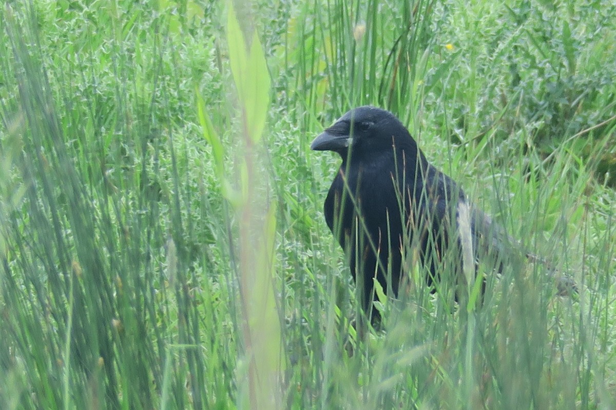 Carrion Crow - Michael Simmons