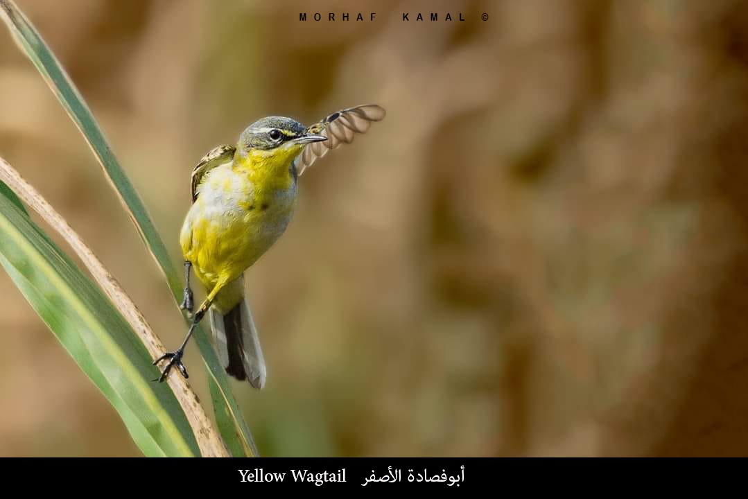 Western Yellow Wagtail - Morhaf Kamal