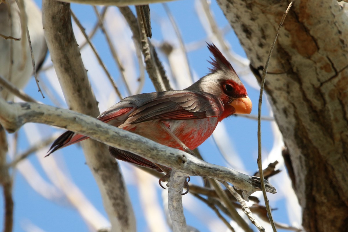 Pyrrhuloxia - Jesse Pline