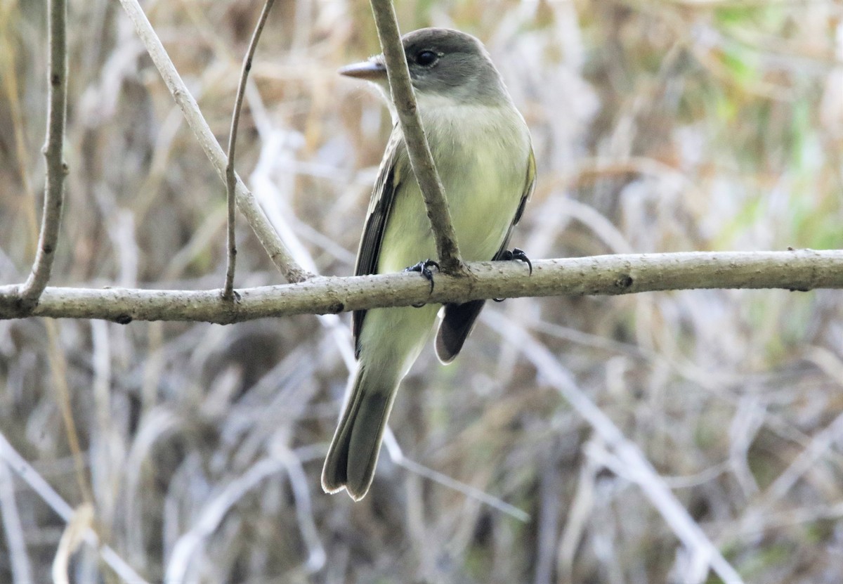 Alder Flycatcher - FELIPE SAN MARTIN