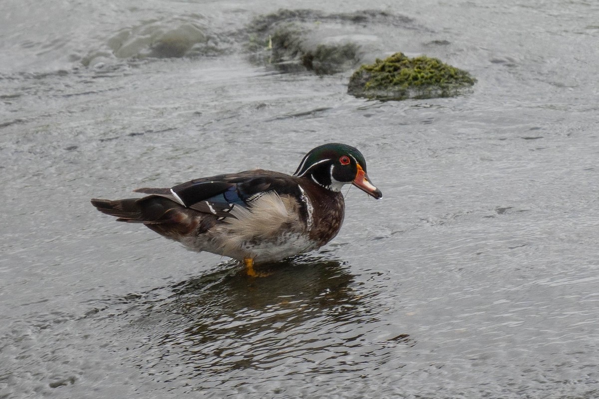 Wood Duck - Thomas Van Huss