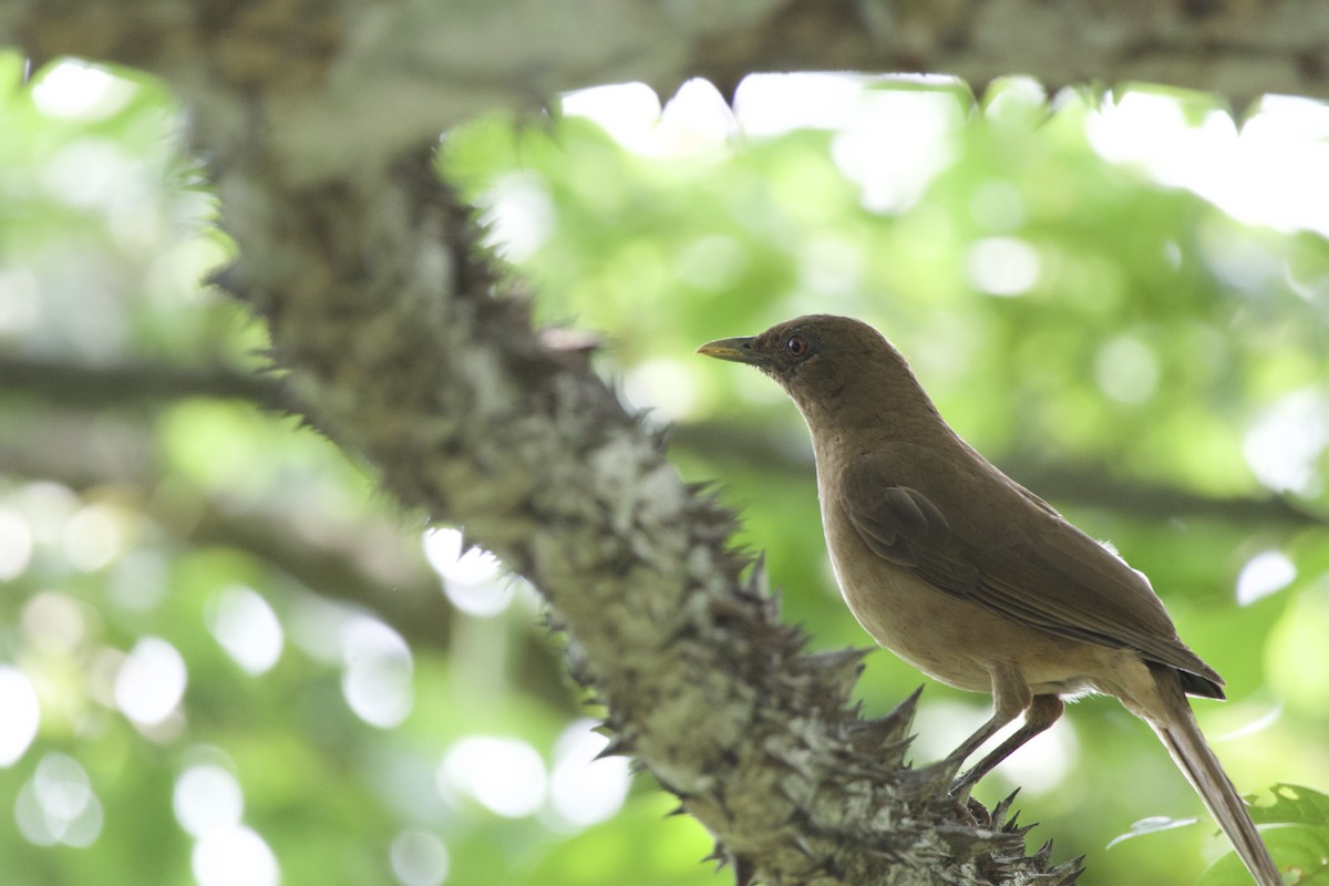 Clay-colored Thrush - allie bluestein