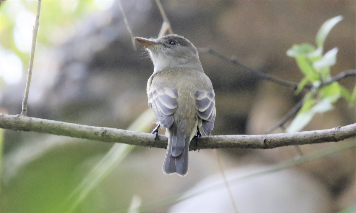 Alder Flycatcher - FELIPE SAN MARTIN