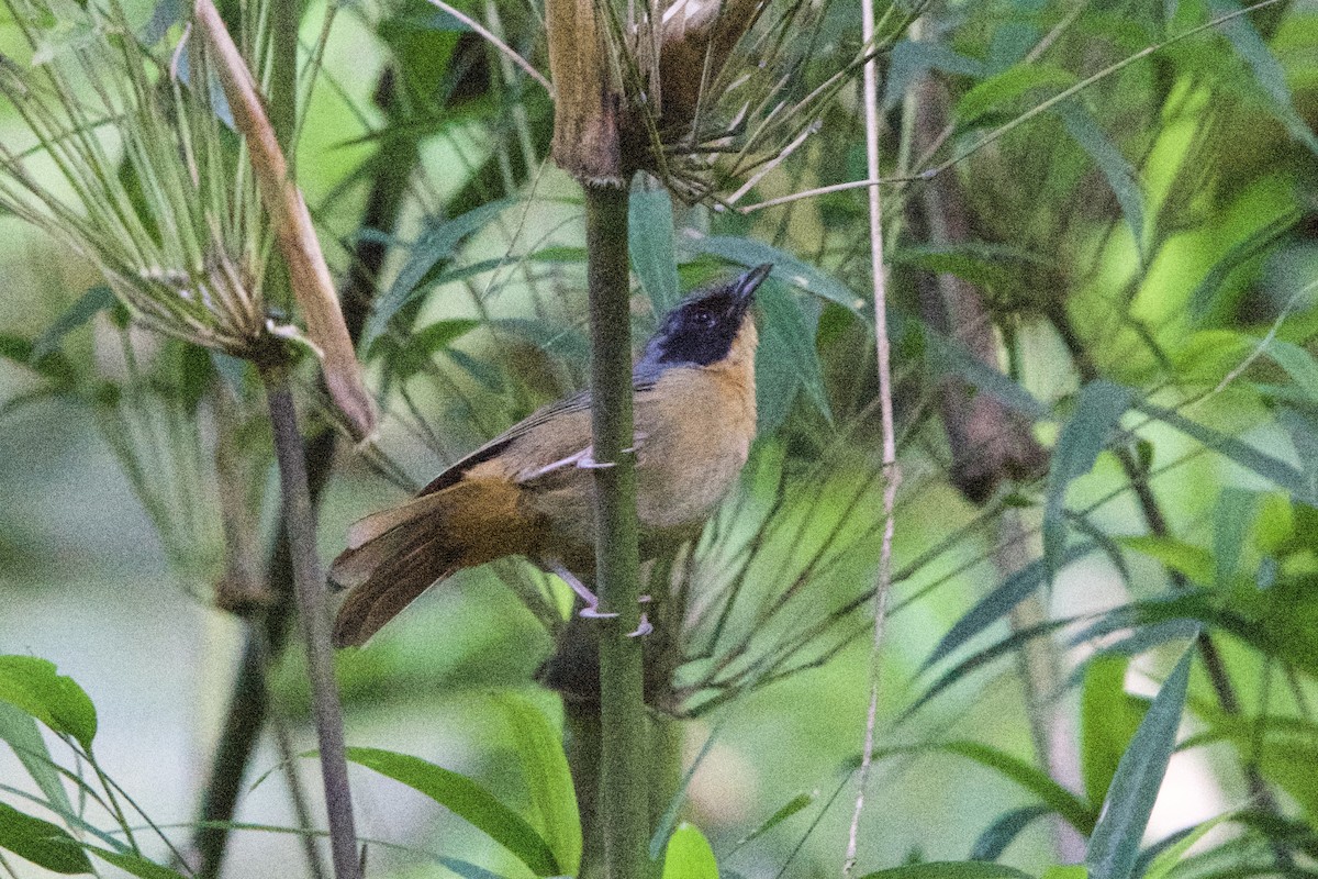 Black-eared Hemispingus - Jhonny Aldaz