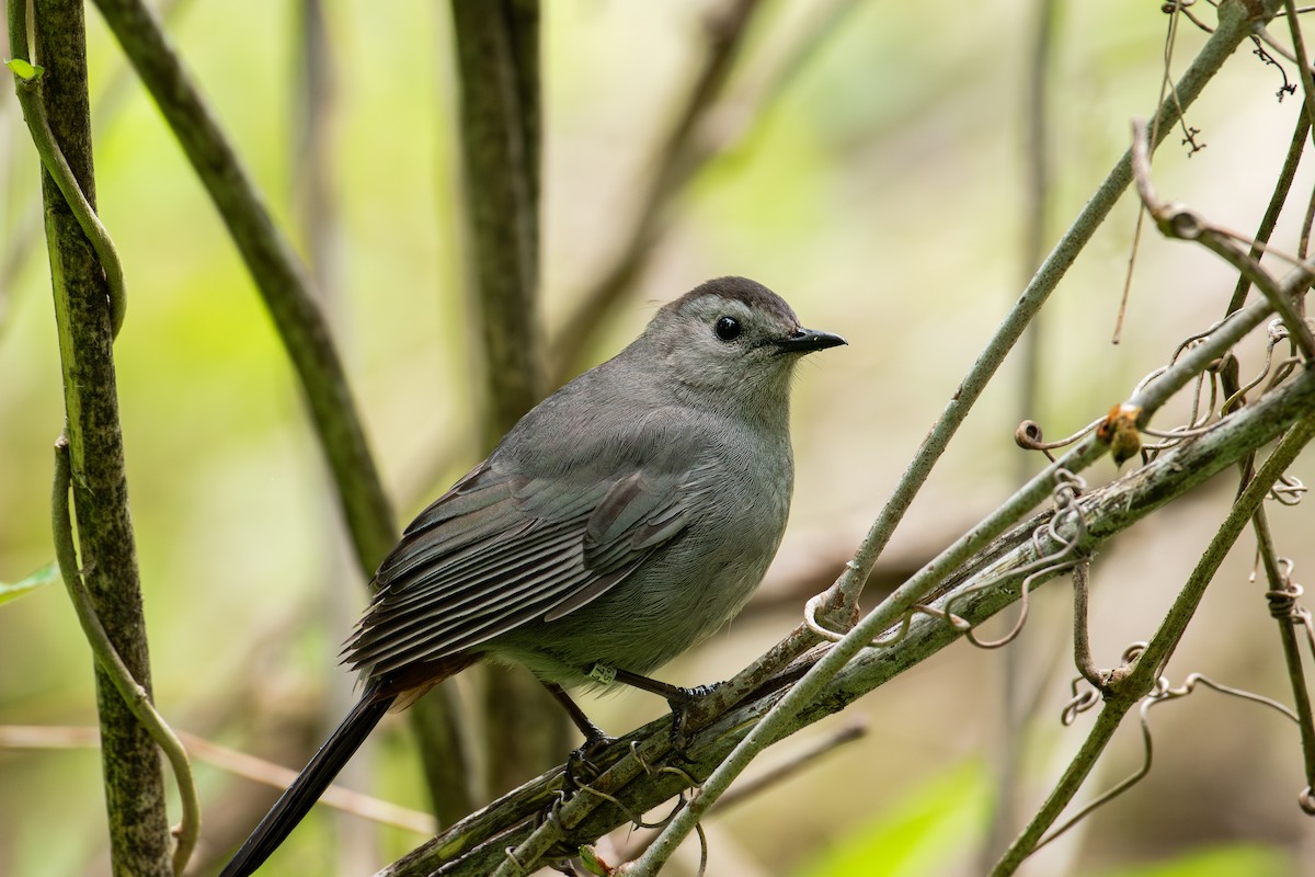 Gray Catbird - Alton Spencer