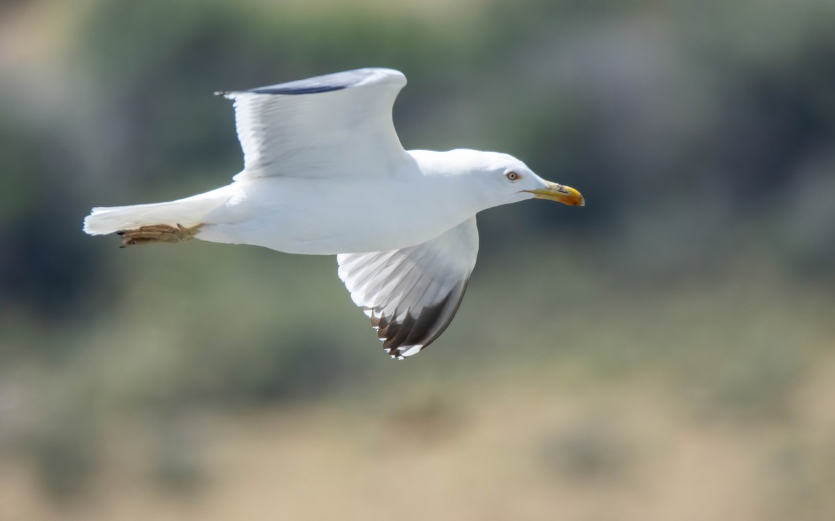 Yellow-legged Gull - Andrés  Rojas Sánchez