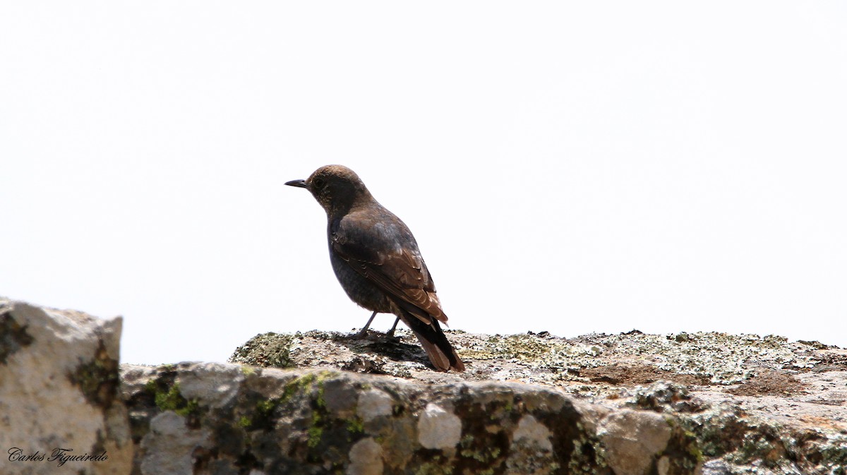 Blue Rock-Thrush - Carlos Figueiredo