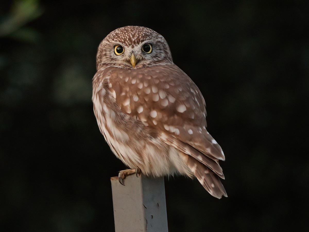 Little Owl - Andrew Pryce