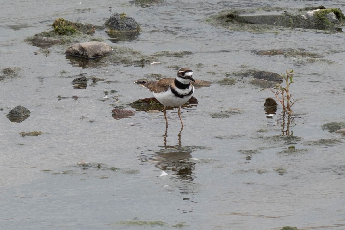 Killdeer - Thomas Van Huss