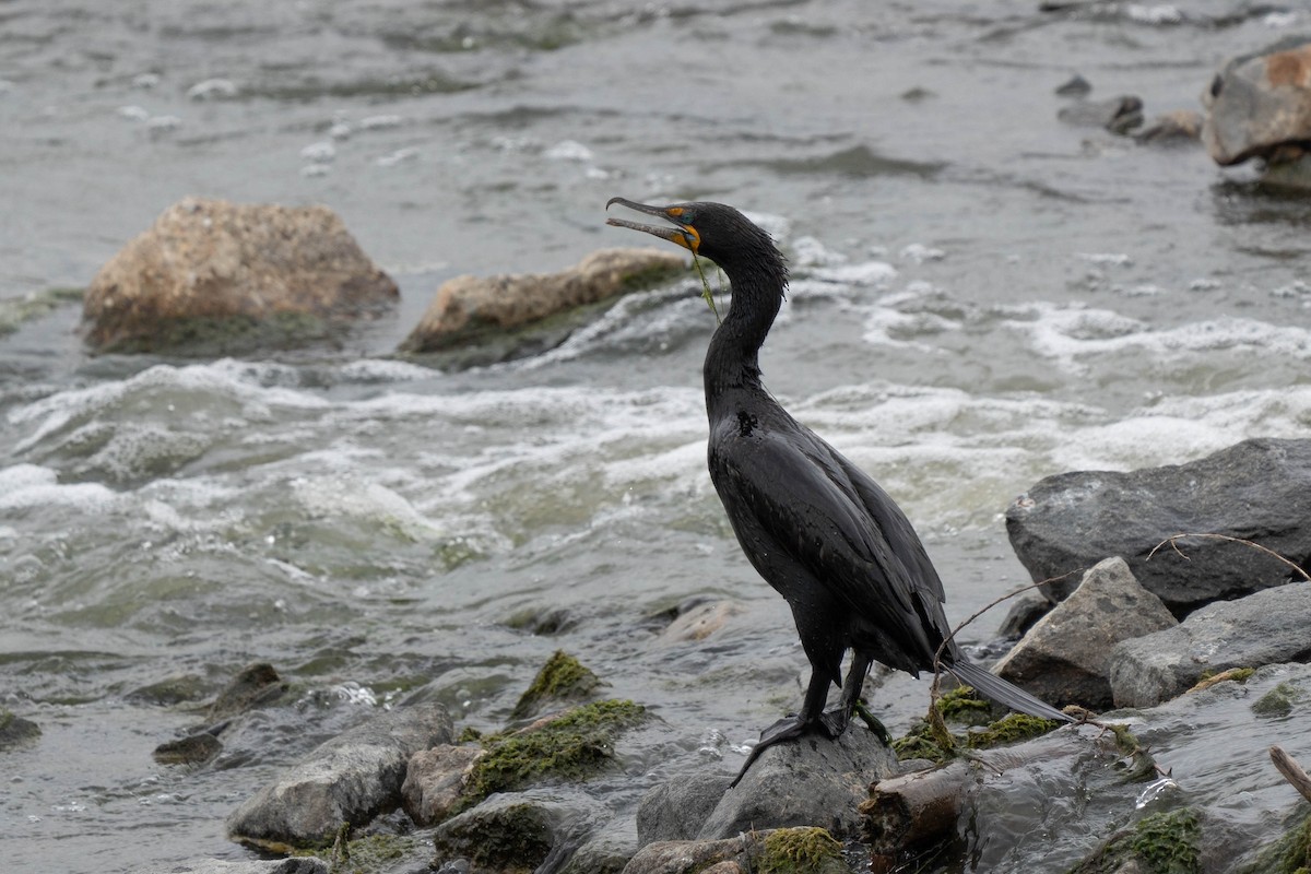 Double-crested Cormorant - Thomas Van Huss