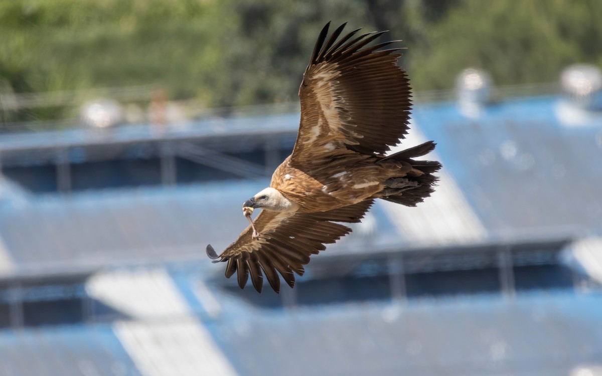 Eurasian Griffon - Andrés  Rojas Sánchez