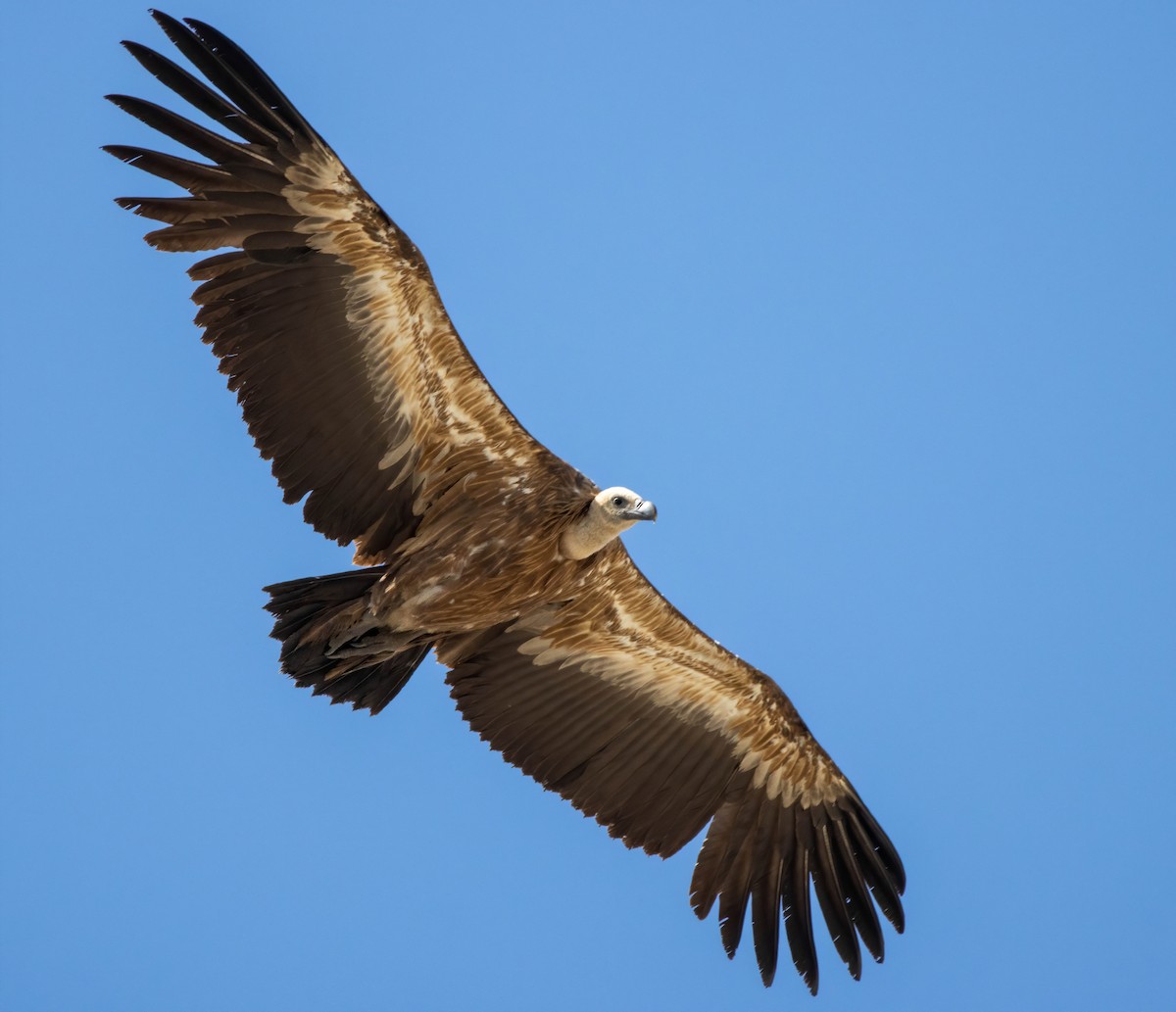 Eurasian Griffon - Andrés  Rojas Sánchez