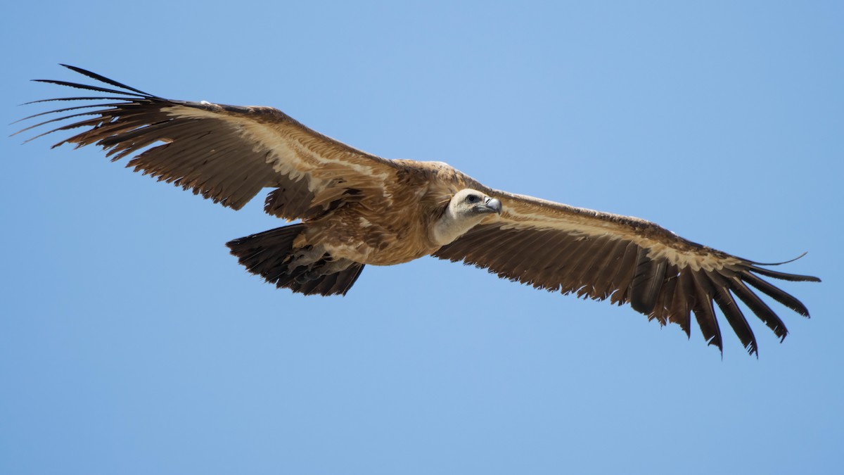 Eurasian Griffon - Andrés  Rojas Sánchez