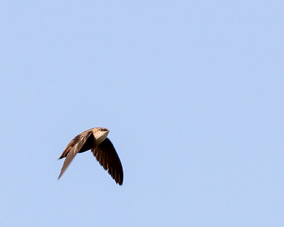 Chimney Swift - Anonymous