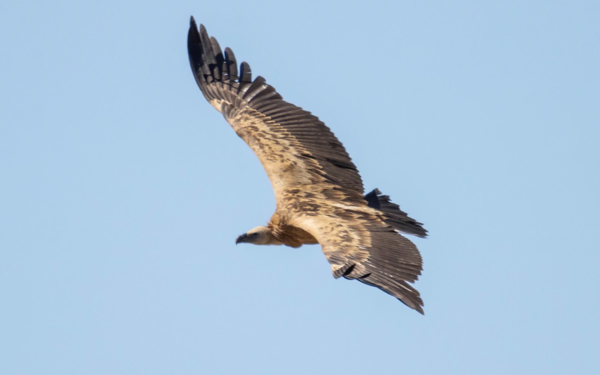 Eurasian Griffon - Andrés  Rojas Sánchez