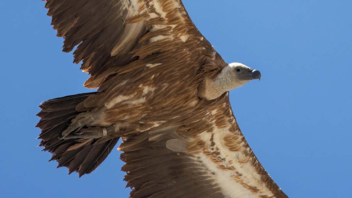 Eurasian Griffon - Andrés  Rojas Sánchez