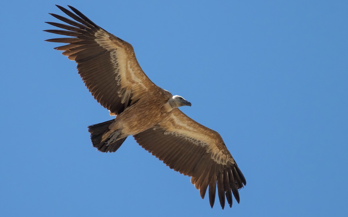 Eurasian Griffon - Andrés  Rojas Sánchez