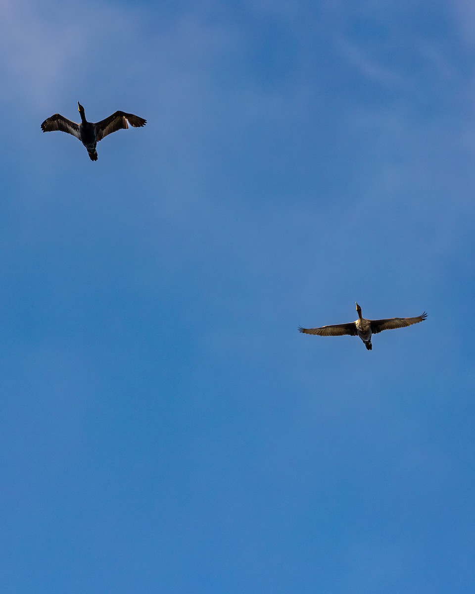Double-crested Cormorant - ML619459446