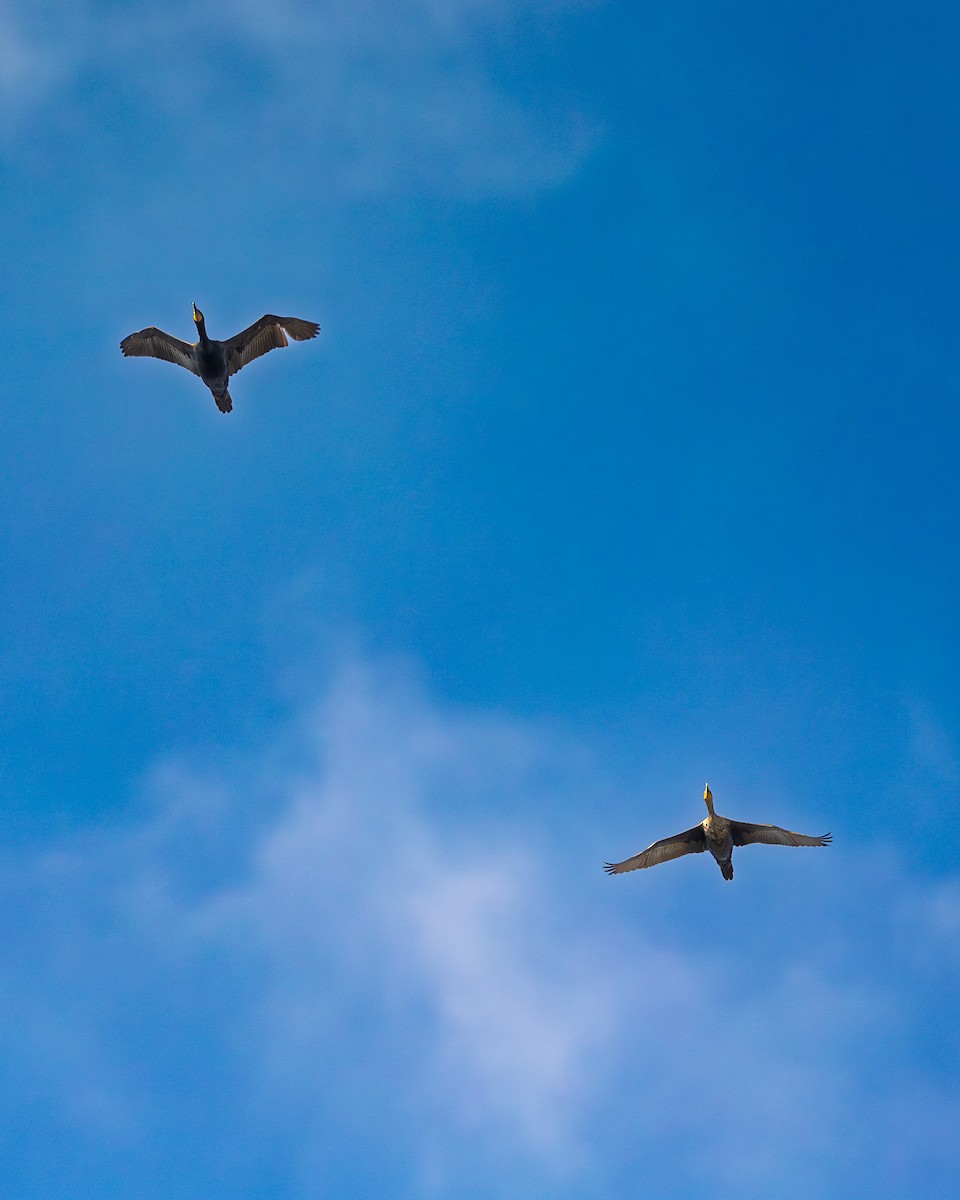 Double-crested Cormorant - ML619459447