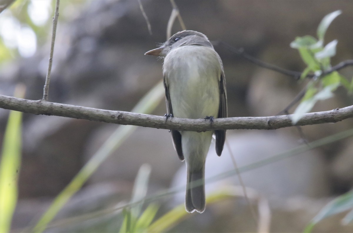 Alder Flycatcher - FELIPE SAN MARTIN