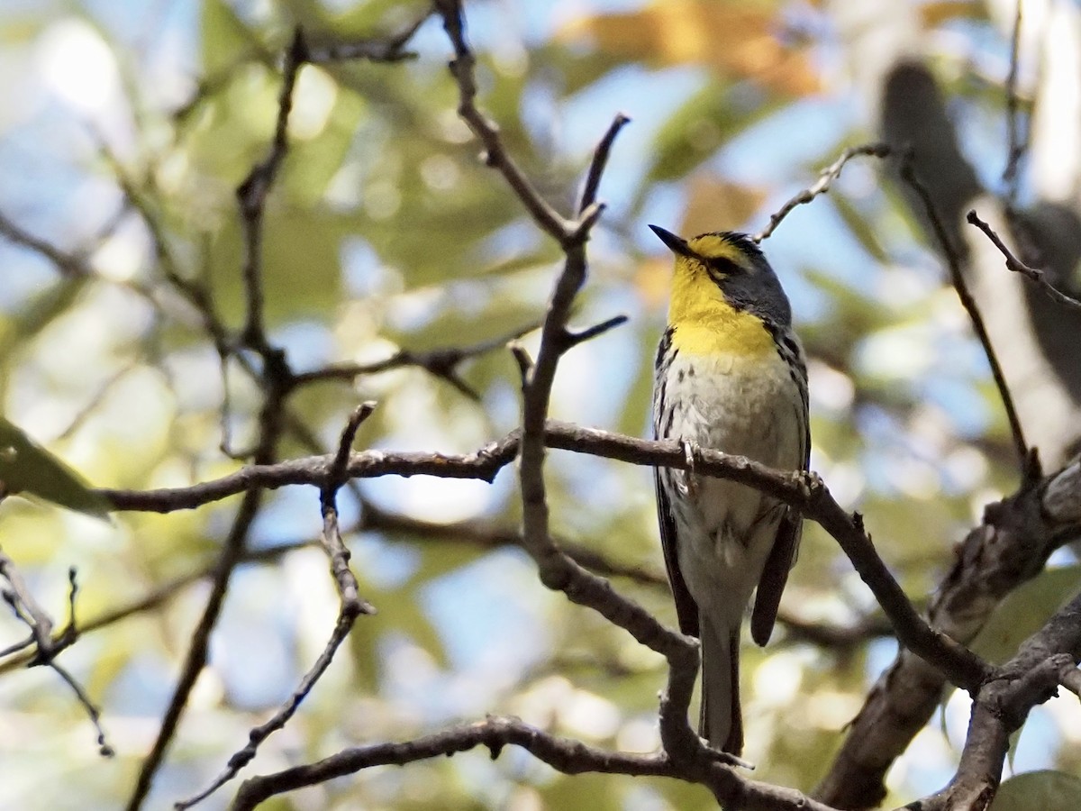 Grace's Warbler - Elizabeth Weintraub