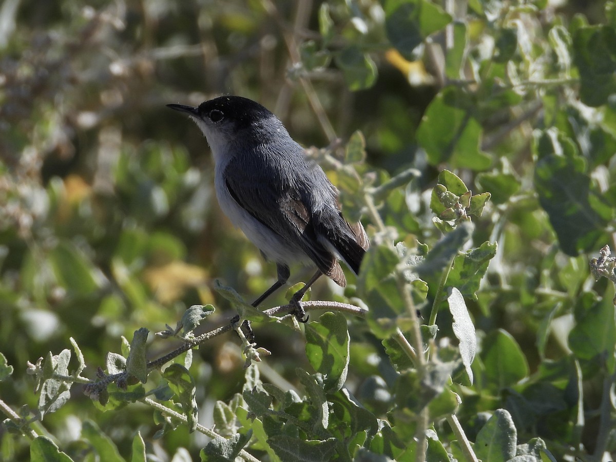 Black-tailed Gnatcatcher - Steve Houston