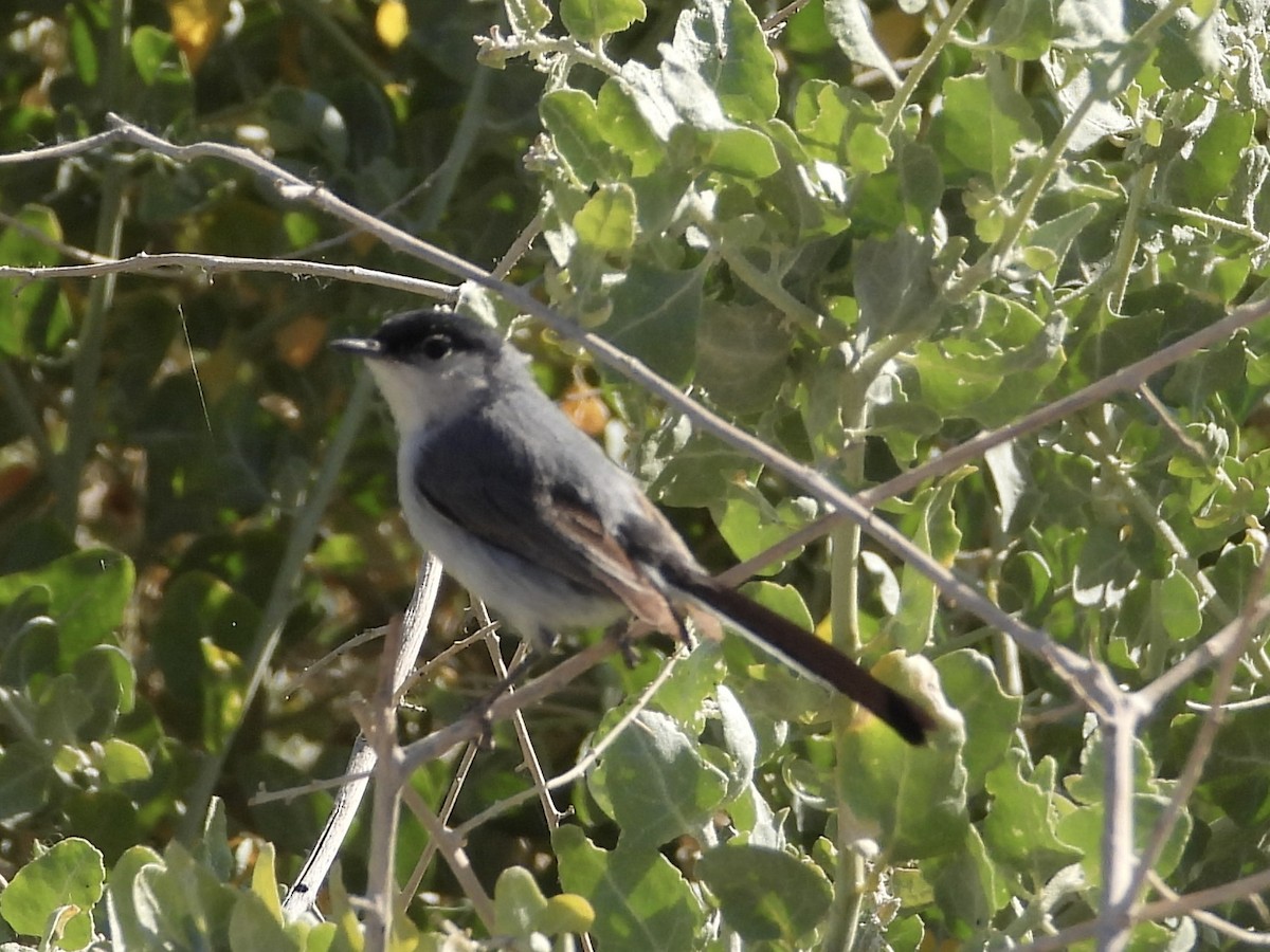 Black-tailed Gnatcatcher - Steve Houston