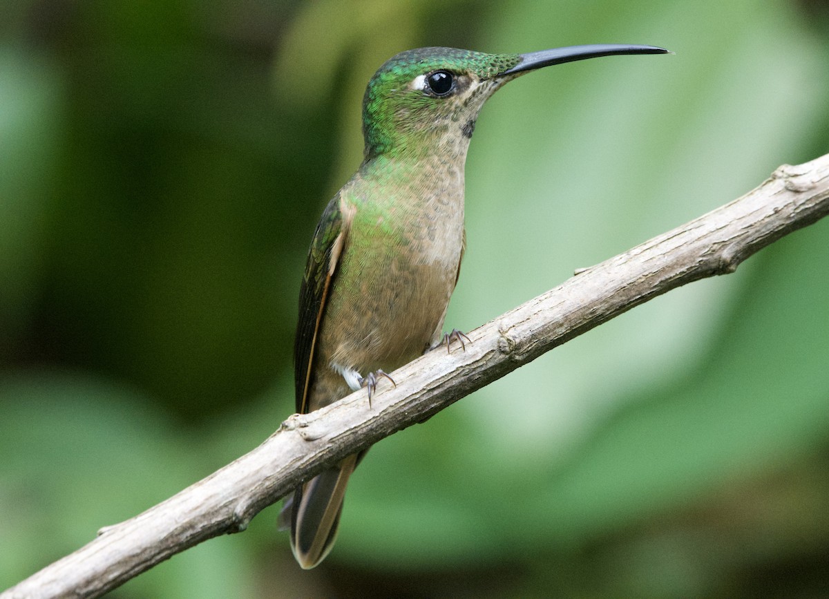 Fawn-breasted Brilliant - Jhonny Aldaz