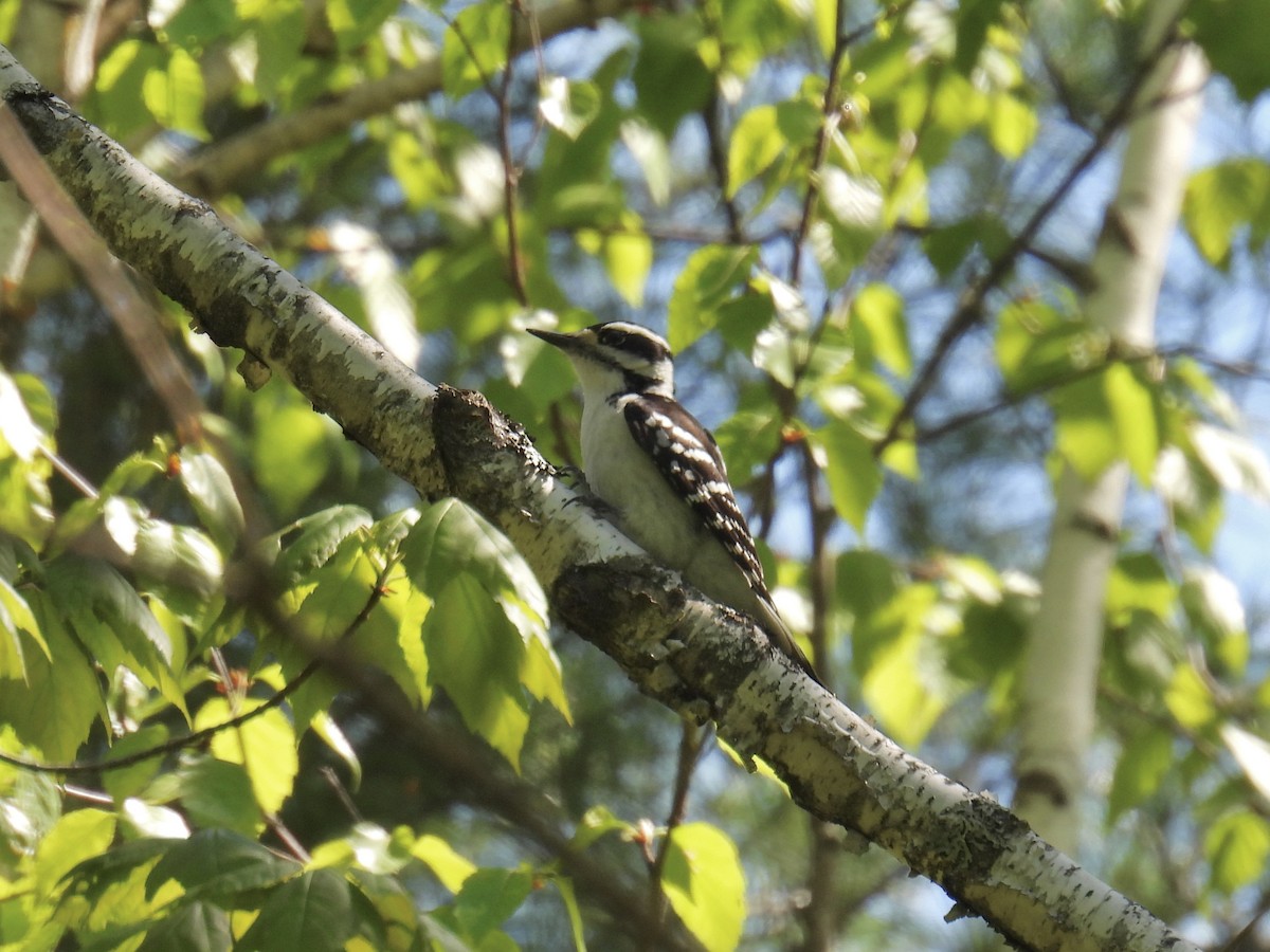 Hairy Woodpecker - Jeanne Tucker