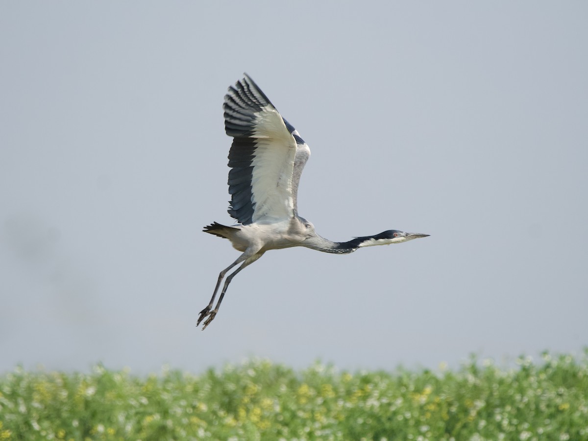 Black-headed Heron - Nick Leiby