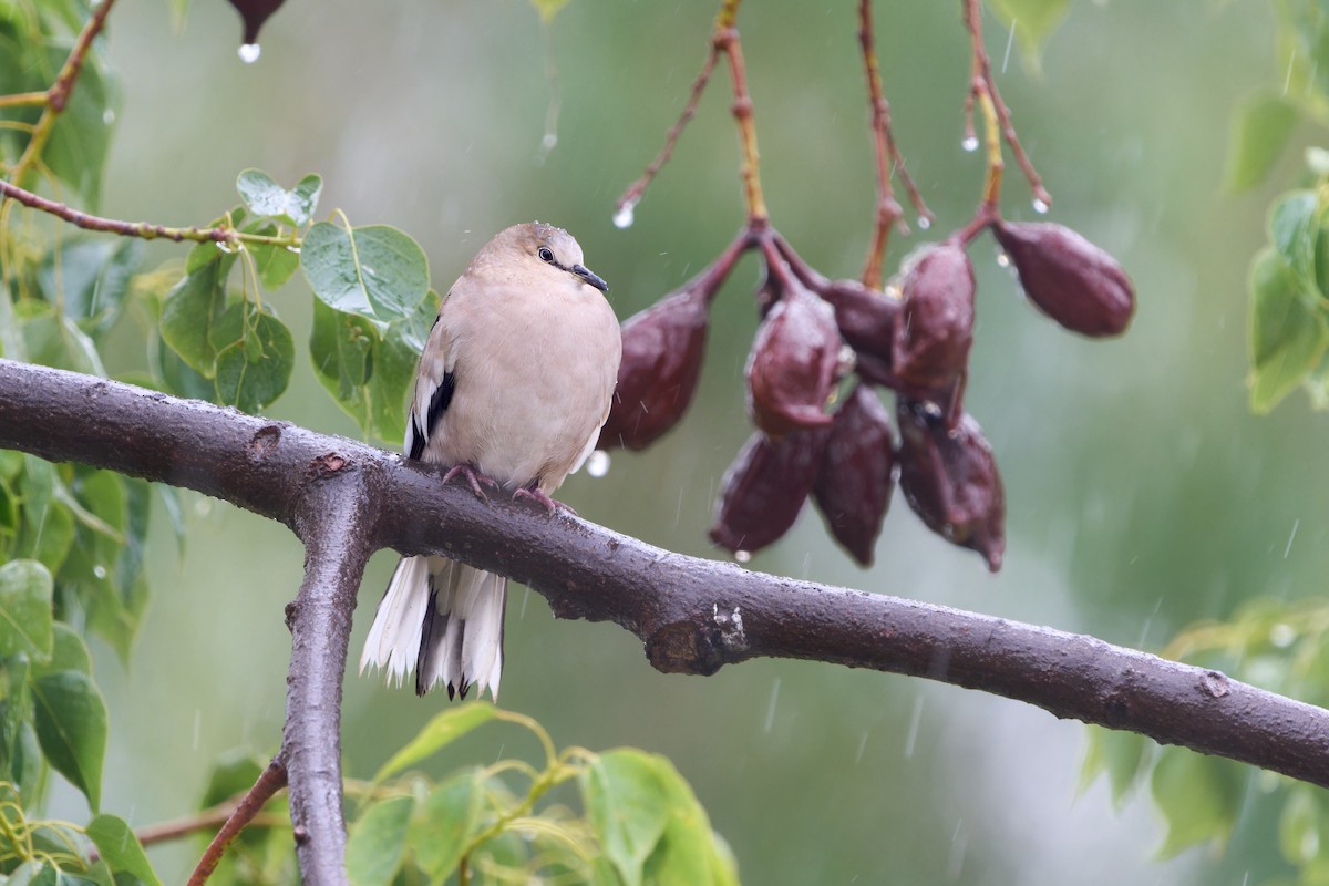 Picui Ground Dove - Luis Salazar Vargas