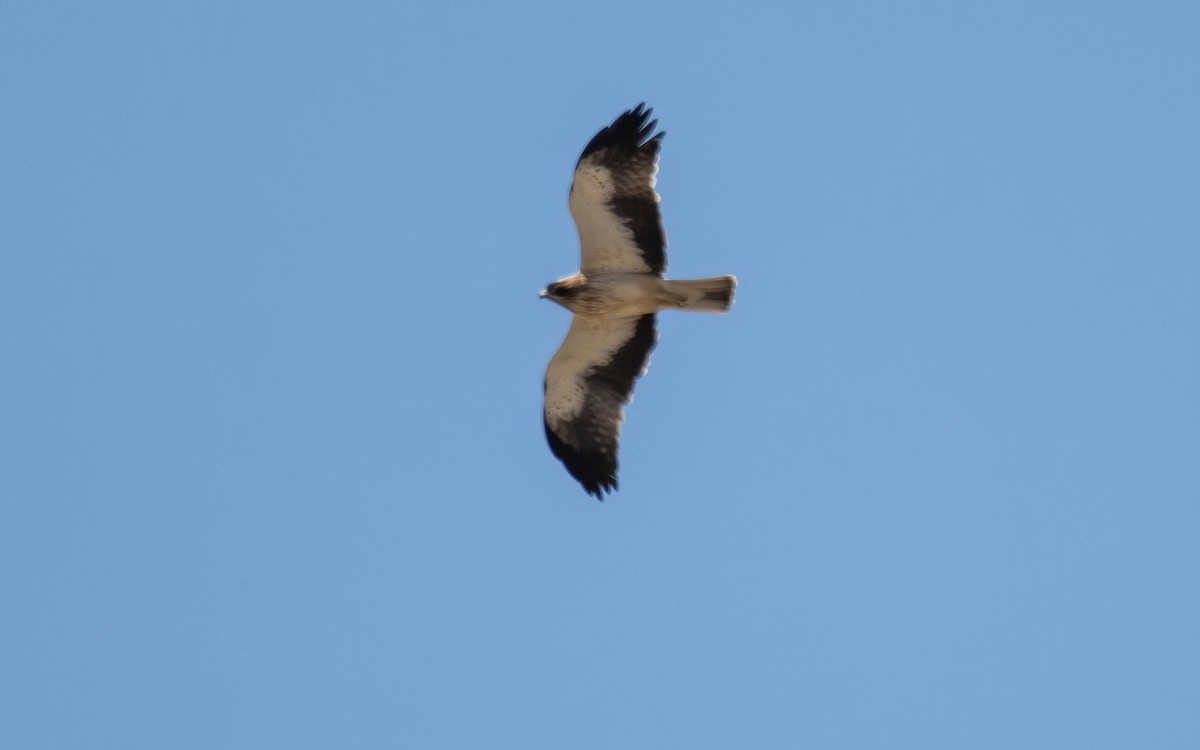 Booted Eagle - Andrés  Rojas Sánchez