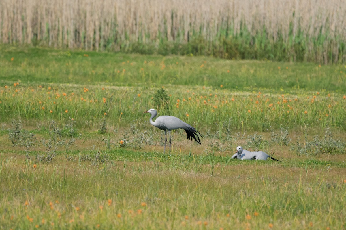 Blue Crane - ML619459469