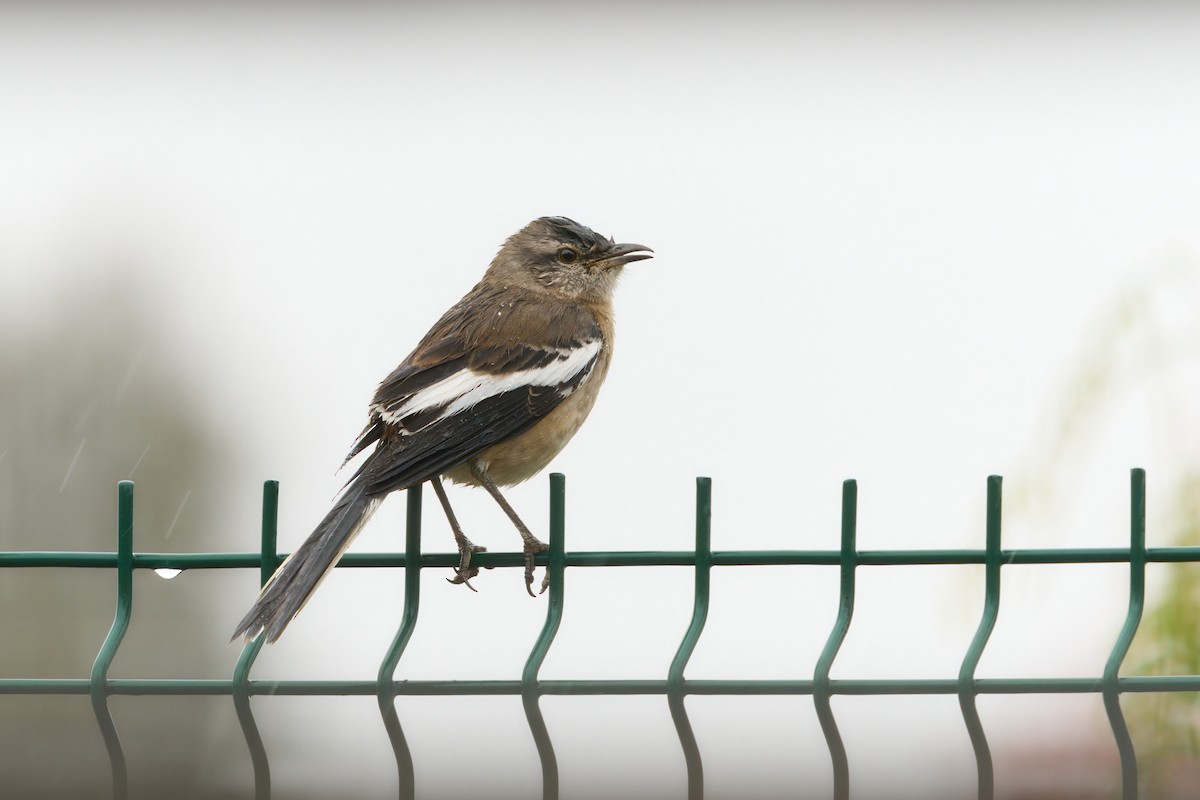 White-banded Mockingbird - ML619459471