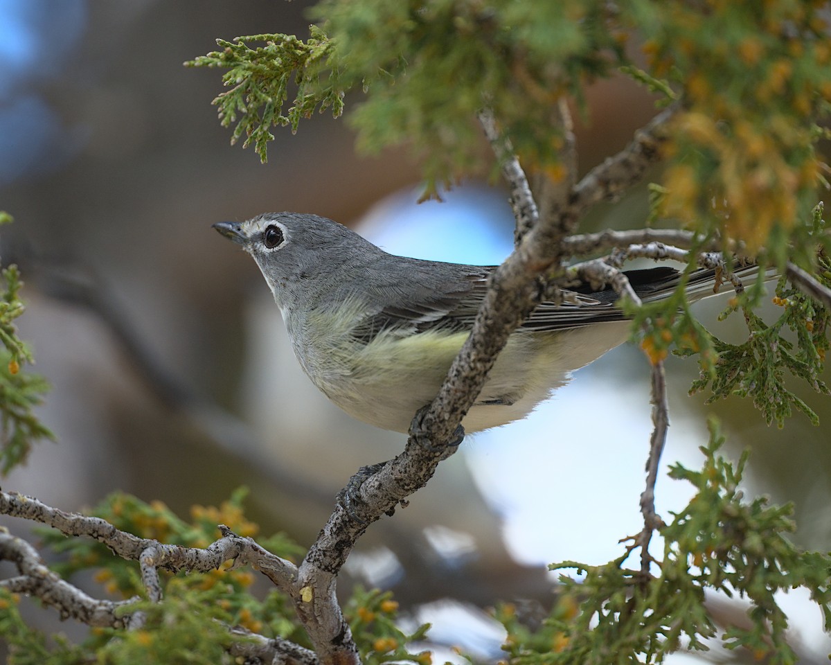 Plumbeous Vireo - Bartholomew Birdee