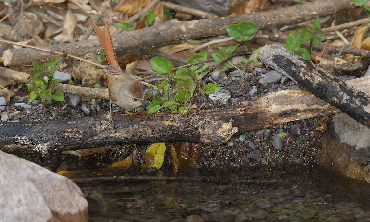 Brown-capped Tit-Spinetail - ML619459475