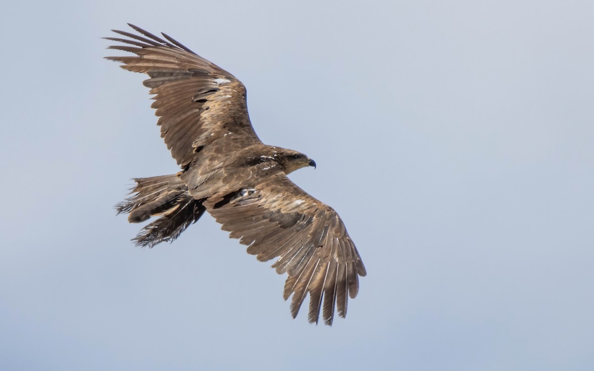 Black Kite - Andrés  Rojas Sánchez