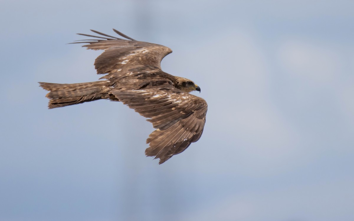 Black Kite - Andrés  Rojas Sánchez