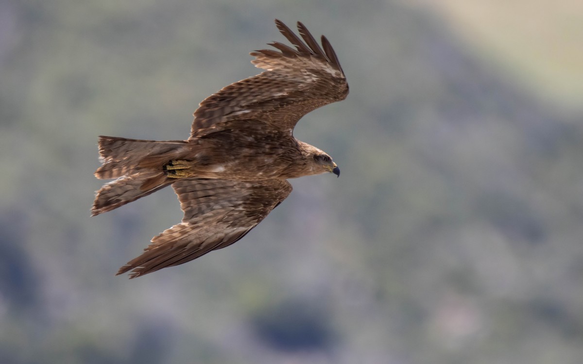 Black Kite - Andrés  Rojas Sánchez