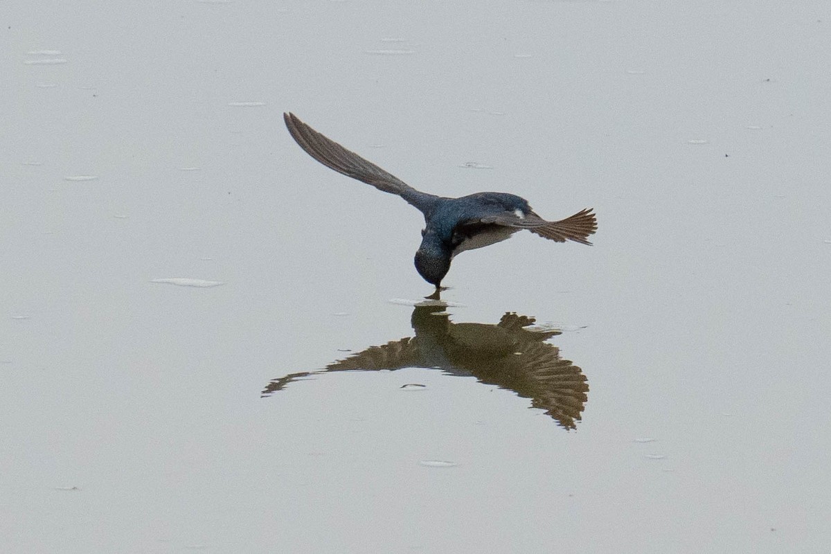 Tree Swallow - Thomas Van Huss