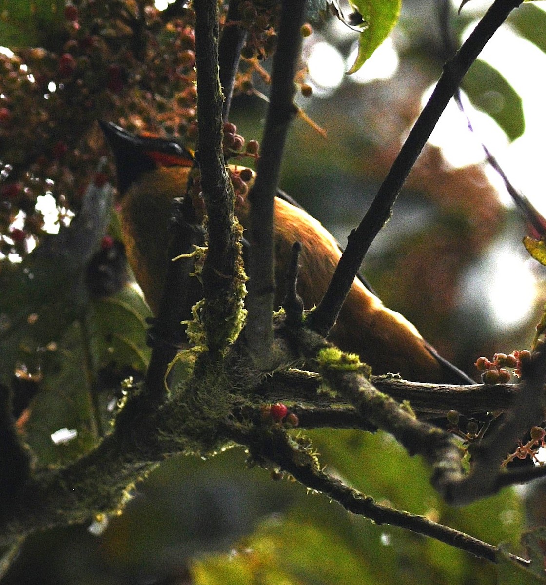 Flame-faced Tanager - Paul Vandenbussche