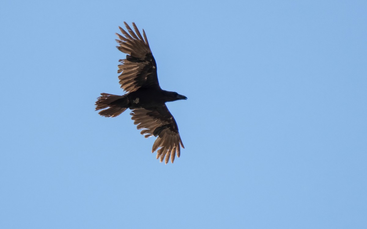 Common Raven - Andrés  Rojas Sánchez