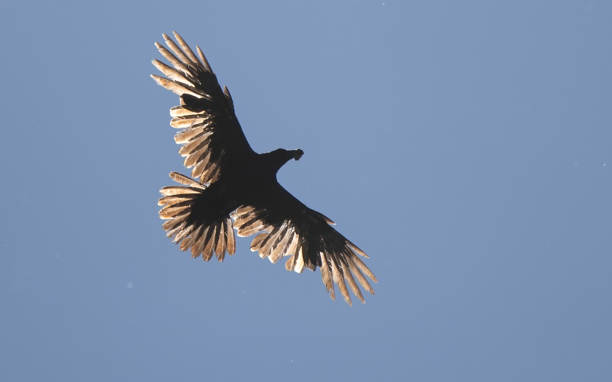 Common Raven - Andrés  Rojas Sánchez