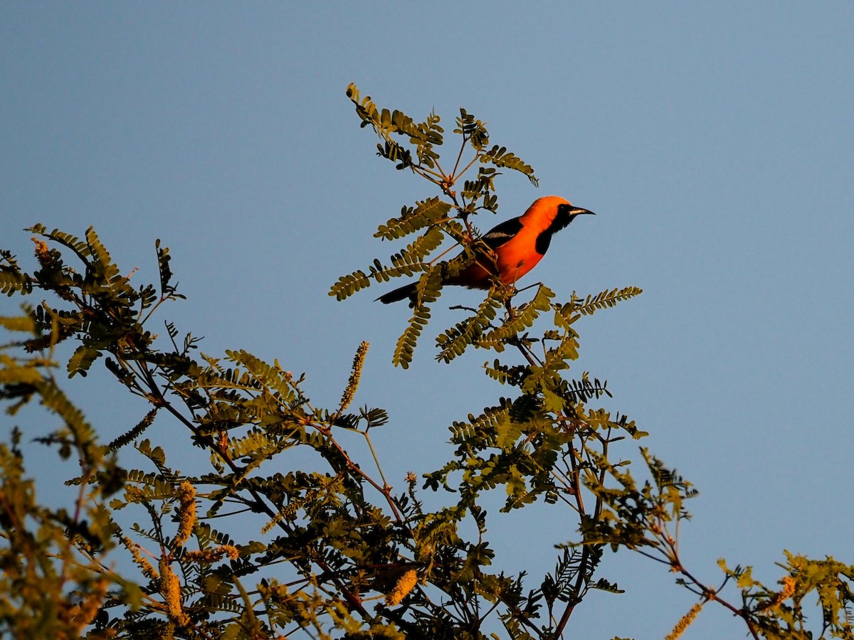 Hooded Oriole - Elizabeth Weintraub