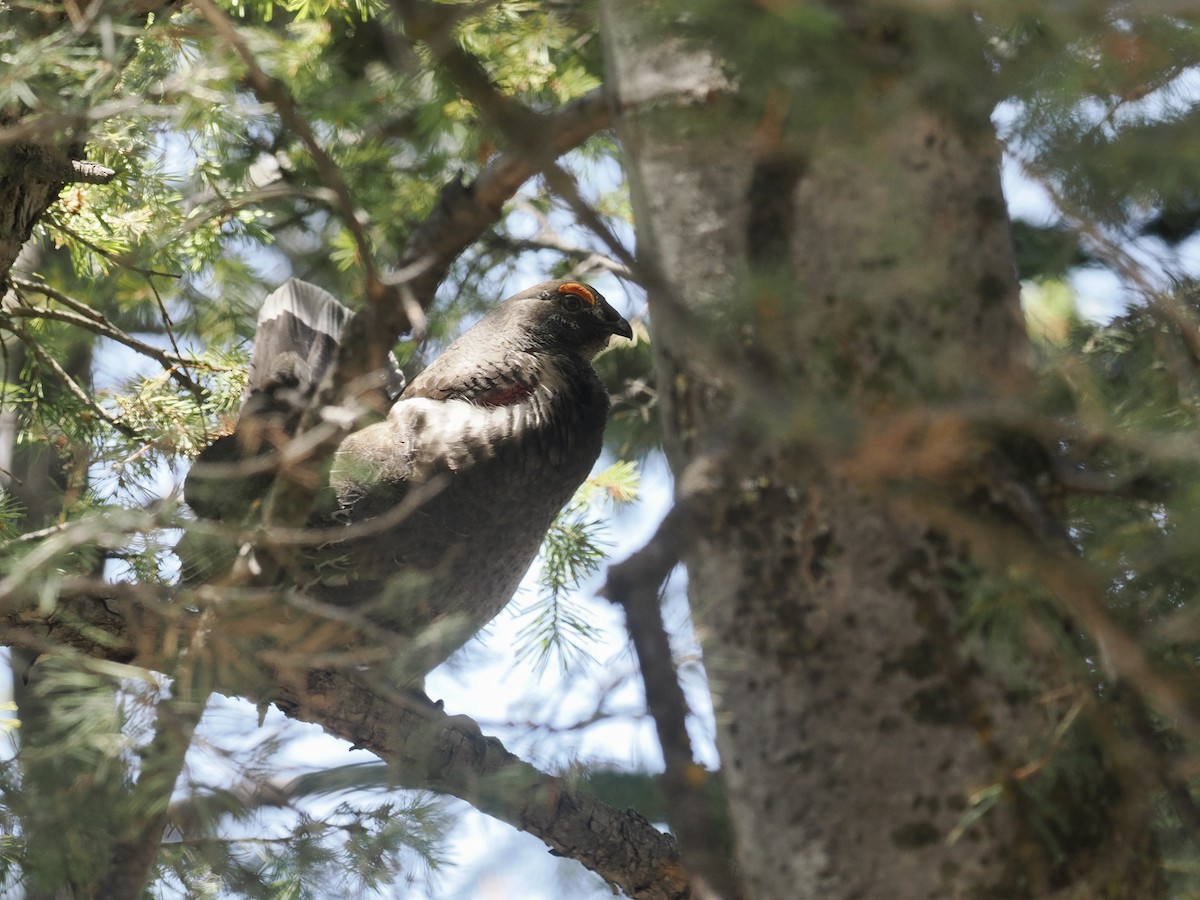 Dusky Grouse - Bob Foehring